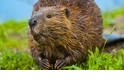 【動物好朋友】美洲河狸(Beaver)