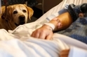 治療犬能創造奇蹟，但牠們喜歡自己的工作嗎？