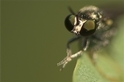 蒼蠅為什麼老是在搓手？