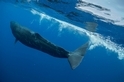 被塑膠繩索纏身三年的鯨魚寶寶，能順利長大嗎？