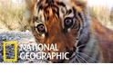 保育有成！尼泊爾老虎數量爬升至235隻