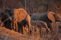 獵殺更多大象真能有助於拯救牠們？