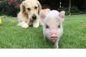 小豬魯娜與狗狗白雲––感情超好的豬朋狗友！