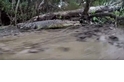 驚心動魄的新影片捕捉到鱷魚攻擊行動