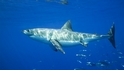 【動物好朋友】大白鯊(Great White Shark)