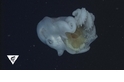 深海章魚吞噬水母 還把有毒觸手留下來當武器