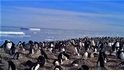 出乎意料！南極發現有150萬隻企鵝的超級族群！