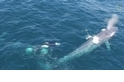 加州虎鯨群騷擾藍鯨！