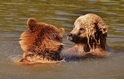 酷知識測驗：熊熊的趣味知識