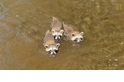 可愛直擊：三隻浣熊寶寶與漁夫變成了朋友！