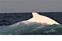 罕見白色座頭鯨再現澳洲東部海域