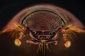 昆蟲眼睛的演化之謎