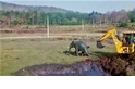 大象受困泥坑 村民用挖土機救援！