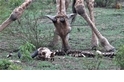 長頸鹿竟然也會吃骨頭？！