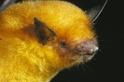 發現新種黃金蝙蝠