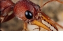 螞蟻為什麼要埋葬同伴？社會性昆蟲的葬禮二三事