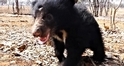 獲救一年後 懶熊孤兒「毛克利」恢復貪玩本性！