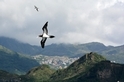 氣候暖化導致候鳥提早遷徙