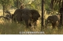 探險直擊：拍攝受創大象