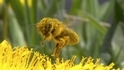 你知道人類依賴蜜蜂已長達9,000年嗎？