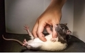 搔癢為什麼會讓人發笑？科學家「請教」了老鼠！