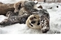 可愛警告：看看貓熊在雪地中有多歡樂！