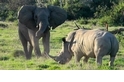 大象想玩，犀牛卻不領情