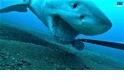 看大白鯊咬起海底攝影機