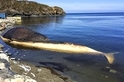 腐壞中的鯨魚為什麼會爆炸？