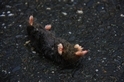 從一隻死在路上的鹿野氏鼴鼠說起