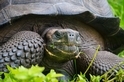 加拉巴哥群島發現新種大型陸龜