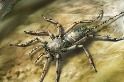 為什麼這隻古代蜘蛛有尾巴？