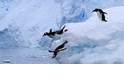 企鵝跳水