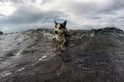 狗爬式衝浪