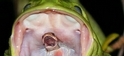 蛙吞蛇：自然界最獵奇的二重唱？