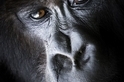 年輕大猩猩的肖像