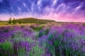 南法普羅旺斯的紫色情迷