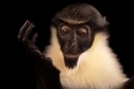 奧馬哈動物園：黛安娜鬚猴