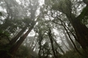 中央山脈核心區 發現百株紅檜巨木群