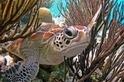 用12張珍貴照片慶祝「世界海龜日」！