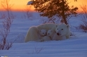 北極熊家庭