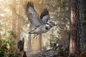 發現恐龍時代的「混亂」新種鳥類
