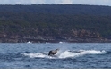 乘「鯨」破浪：搭鯨魚便車的海狗