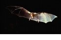 【動物好朋友】吸血蝙蝠(Vampire bat)
