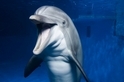 美國國家水族館可能將關閉海豚展覽