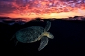 夕陽下的海龜