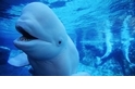 【動物好朋友】白鯨(Beluga Whale)