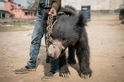尼泊爾最後已知的跳舞熊獲得救援