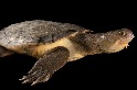 頭頂龐克髮型的烏龜，面臨什麼樣的保育危機？