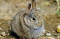 「兔」和「野兔」有什麼差別？